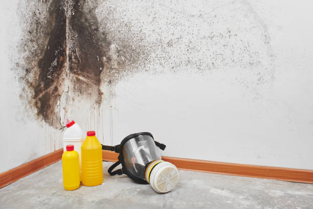Mold Testing and Removal in Mendota, CA