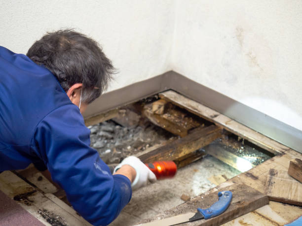 Best Emergency Mold Removal  in Mendota, CA