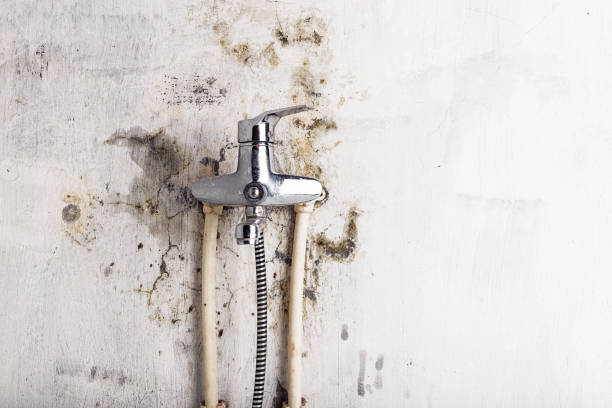 Best Mold Removal Company Near Me  in Mendota, CA