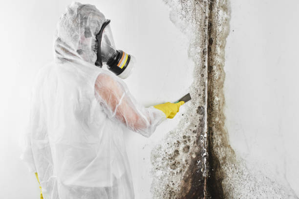 Best Mold Damage Repair  in Mendota, CA