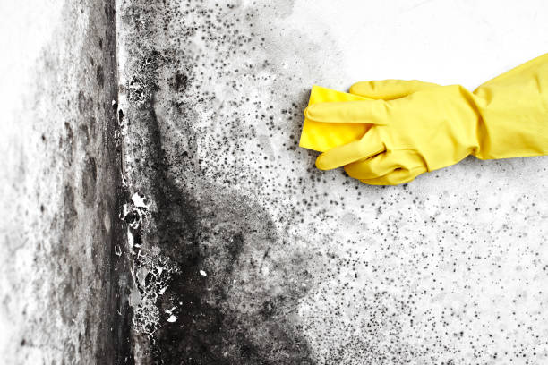 Best Fast Mold Removal  in Mendota, CA