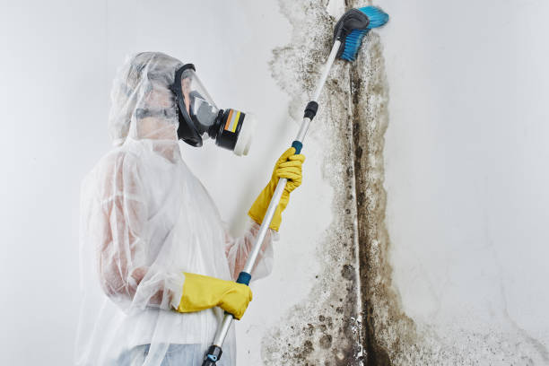 Best Home Mold Removal  in Mendota, CA