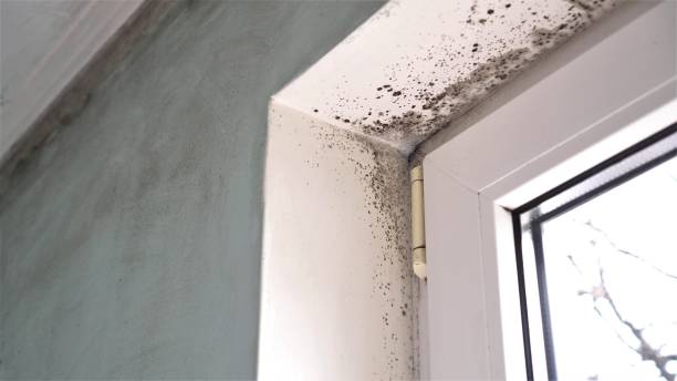 Best Professional Mold Removal  in Mendota, CA