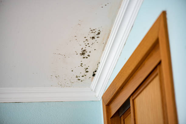 Best Fast Mold Removal  in Mendota, CA