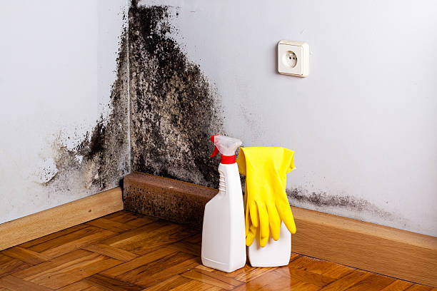 Reliable Mendota, CA Mold Removal Solutions