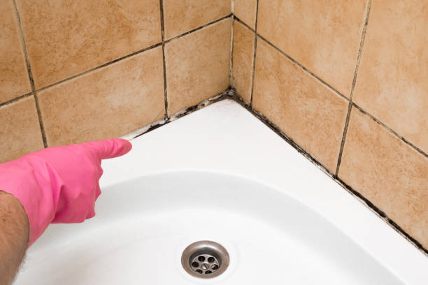 Mold Removal and Inspection in Mendota, CA